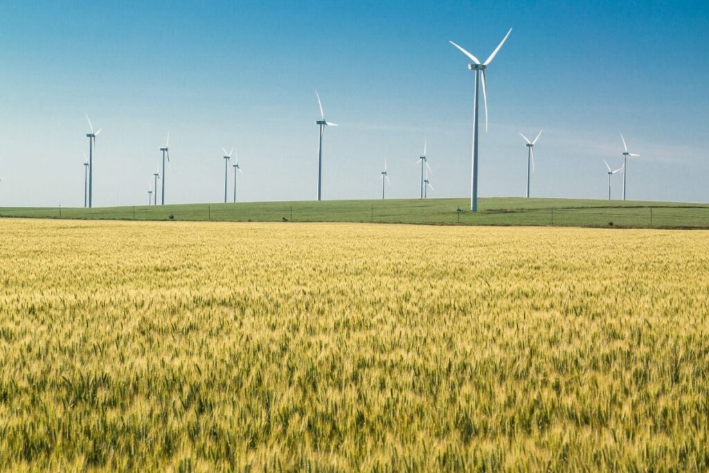 Romanian fields