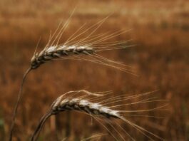 wheat grain