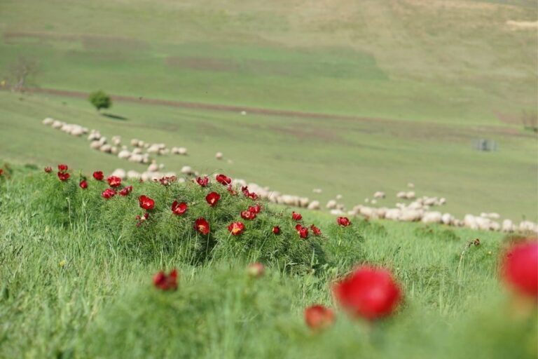 Peony – Romania’s National Flower?