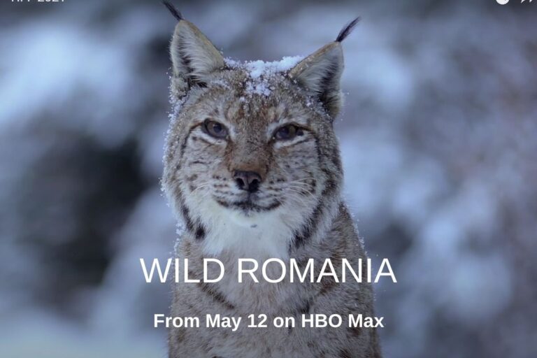 „Wild Romania” Documentary on HBO Max