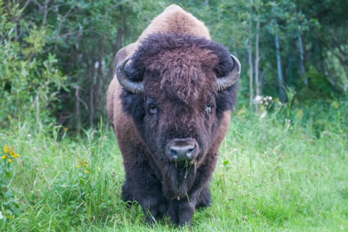 Romanian Bison