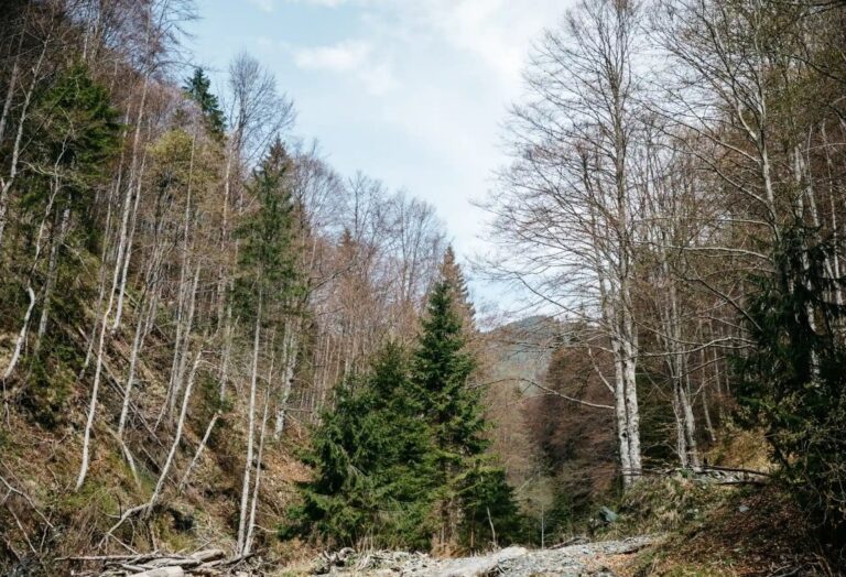 New York Times: Romania’s Protected Forests Cut for EU Green Energy