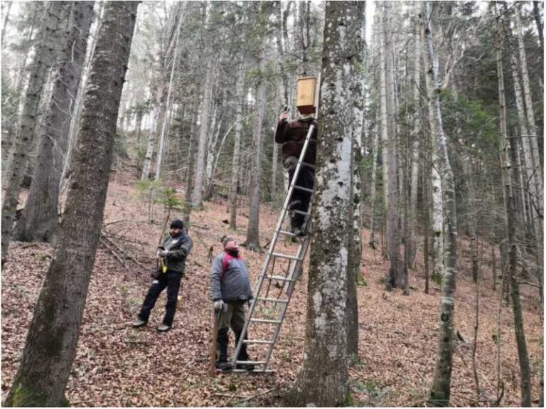 Birds In Bicaz Gorges Hasmas National Park Monitored Eurasian Eagle Owl Pair Identified